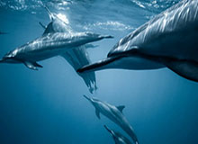 AL第三局集锦：中期发力突然一波，AL击败IG先行拿到赛点